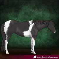 Horse Color:Smoky Black Tobiano 