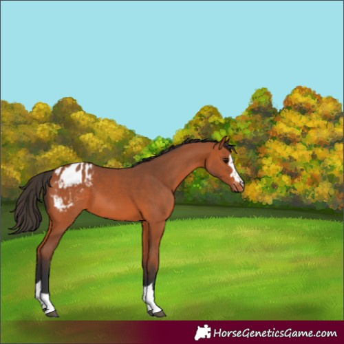 Horse Color:Bay Appaloosa 
