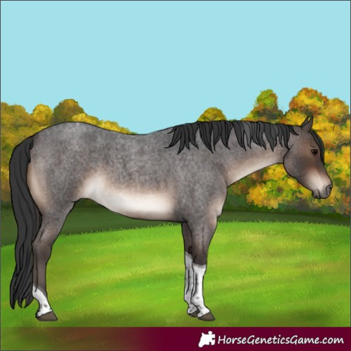 Horse Color:Brown Roan Tobiano 