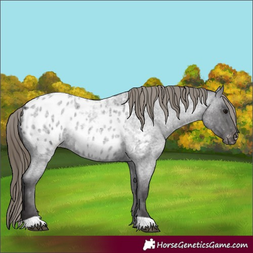 Horse Color:Smoky Blue Roan Appaloosa 