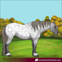 Horse Color:Smoky Blue Roan Blanket 
