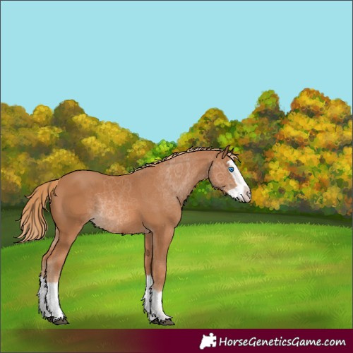 Horse Color:Chestnut Splash Rabicano 
