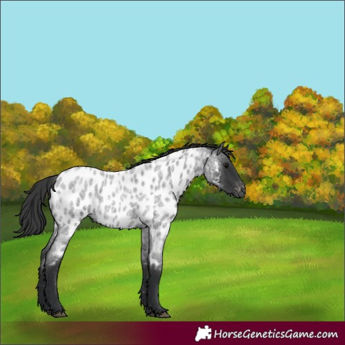 Horse Color:Blue Roan Near Leopard 