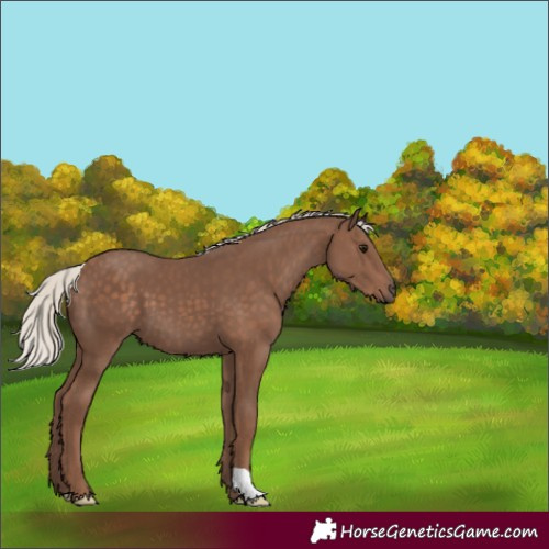 Horse Color:Silver Black 