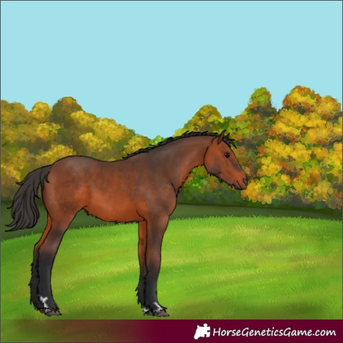 Horse Color:Bay 