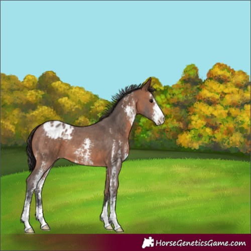Horse Color:Bay Sabino Appaloosa 