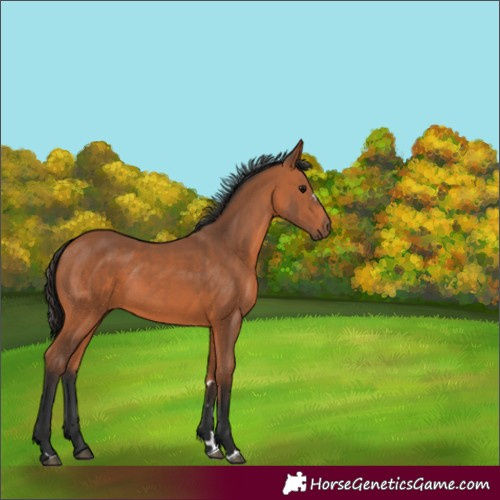 Horse Color:Bay 