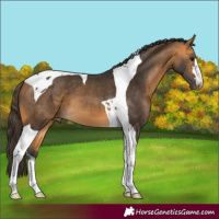 Horse Color:Buckskin Tobiano 