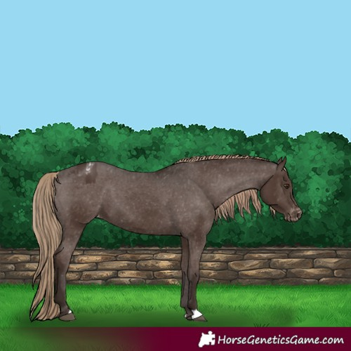 Horse Color:Liver Chestnut Appaloosa 