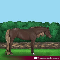 Horse Color:Liver Chestnut Appaloosa 
