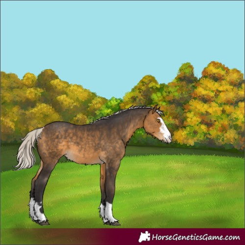 Horse Color:Silver Buckskin 