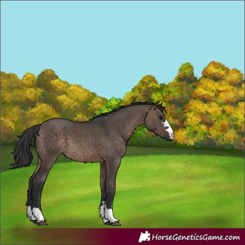 Horse Color:Brown Dun Rabicano 