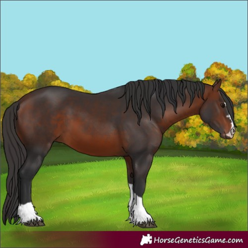 Horse Color:Bay Rabicano 