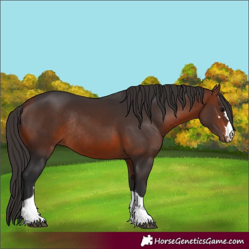 Horse Color:Bay Rabicano 