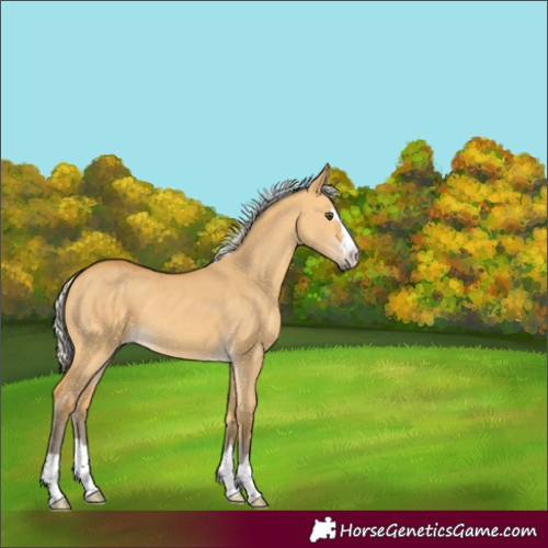 Horse Color:Silver Buckskin Dun 