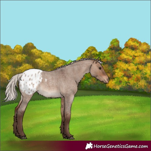 Horse Color:Silver Brown Roan Dun Blanket Rabicano 