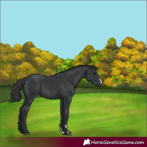 Horse Color:Black 