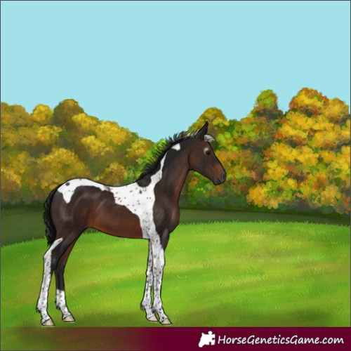Horse Color:Gray Bay Tobiano 