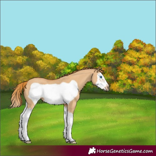 Horse Color:Red Dun Splash Frame 