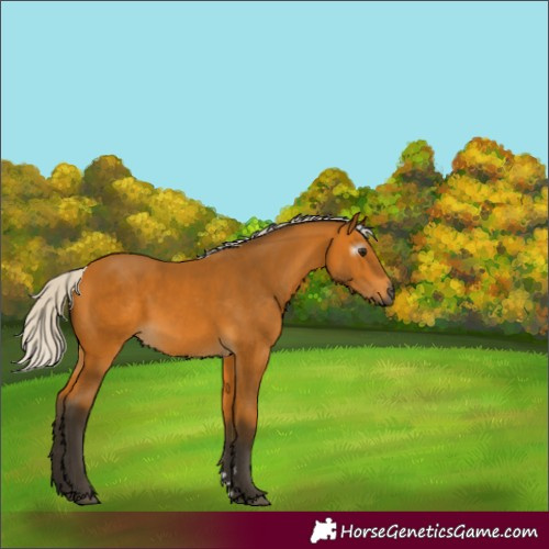 Horse Color:Gray Silver Buckskin 