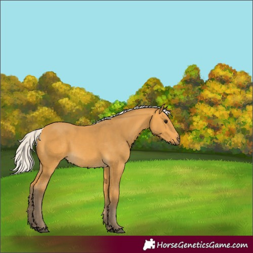 Horse Color:Silver Buckskin 