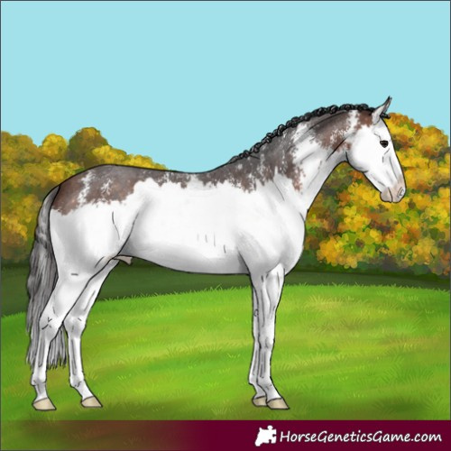 Horse Color:Bay Sabino Splash 