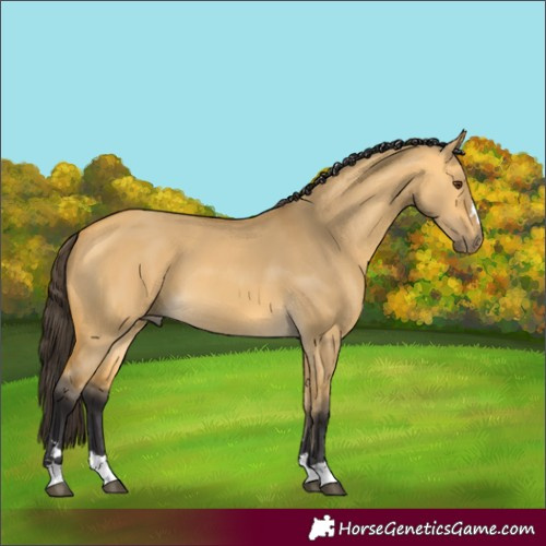 Horse Color:Buckskin Dun 