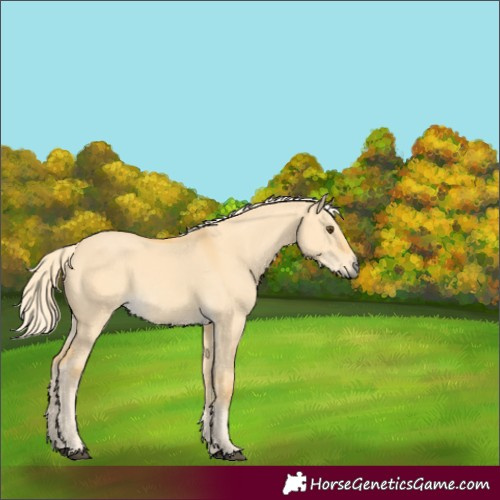 Horse Color:Palomino Dun 
