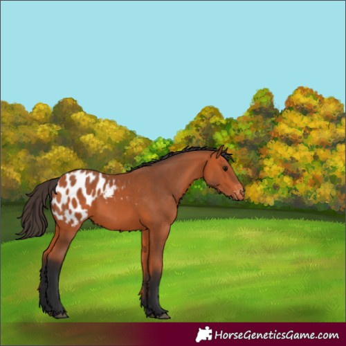 Horse Color:Bay Appaloosa 
