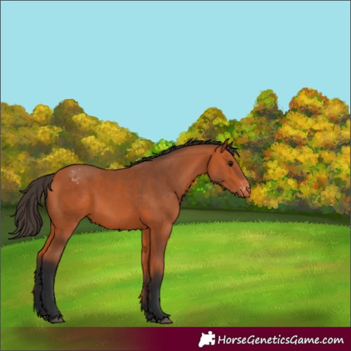 Horse Color:Bay Appaloosa 