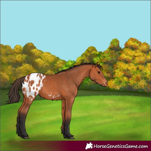 Horse Color:Bay Appaloosa 