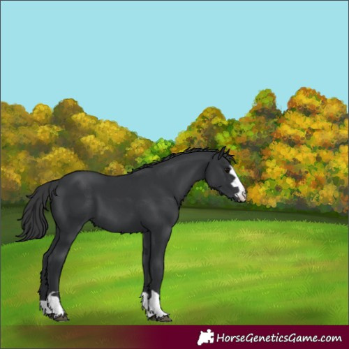 Horse Color:Black 
