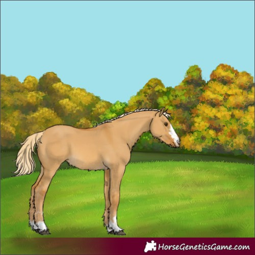 Horse Color:Palomino Dun 