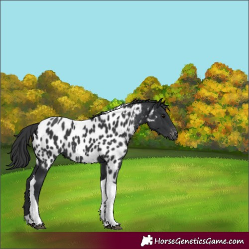 Horse Color:Black Tobiano Near Leopard 