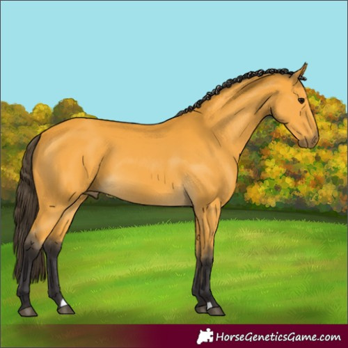 Horse Color:Buckskin 