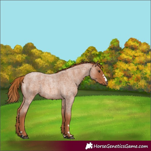 Horse Color:Red Roan 