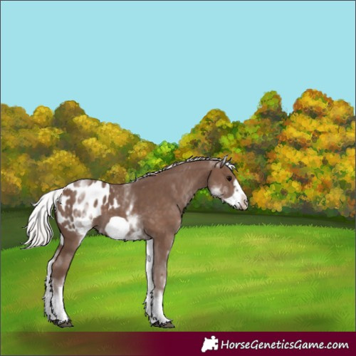 Horse Color:White Spotted Silver Black Frame Appaloosa 