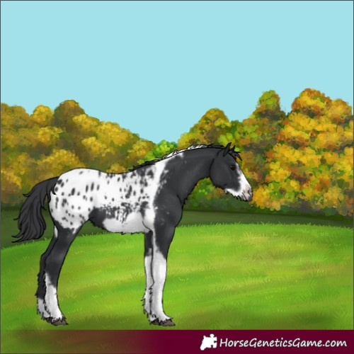 Horse Color:Black Tobiano Frame Appaloosa 