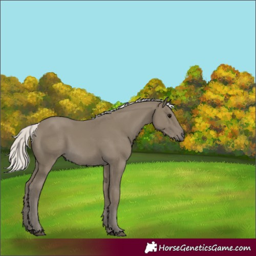 Horse Color:Silver Smoky Black 