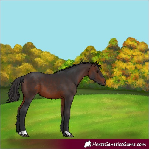 Horse Color:Brown 