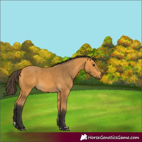 Horse Color:Buckskin 