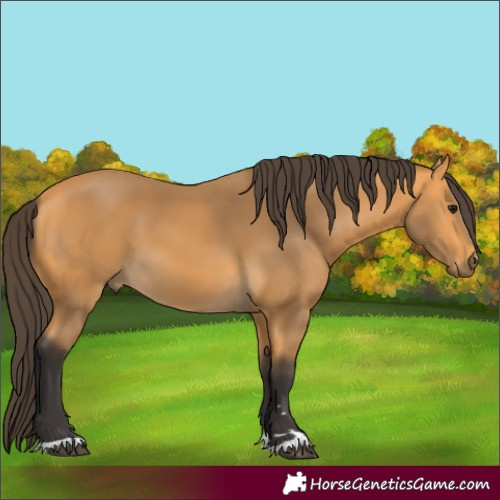 Horse Color:Buckskin 