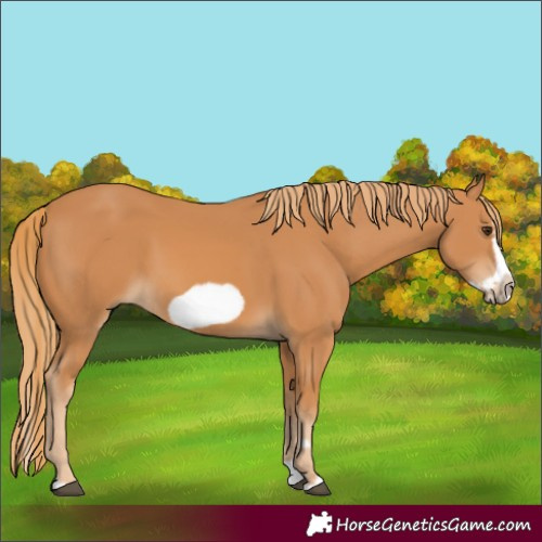 Horse Color:Chestnut Splash Frame 