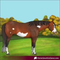 Horse Color:Bay Splash Frame 