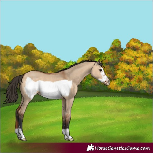 Horse Color:Bay Dun Frame 