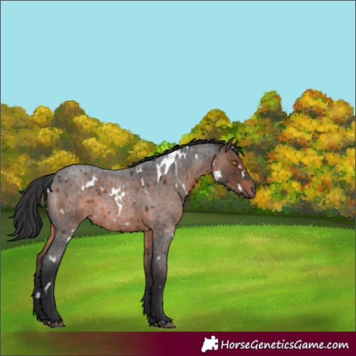 Horse Color:White Spotted Brown Roan Rabicano 