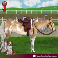 Horse Color:White Spotted Silver Buckskin Dun Tobiano 