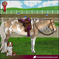 Horse Color:White Spotted Silver Buckskin Dun Tobiano 