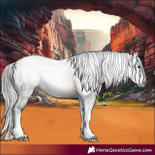 Horse Color:Gray Bay Roan Splash 