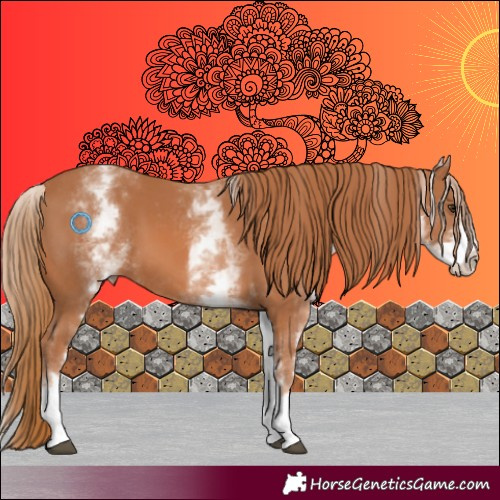 Horse Color:White Spotted Chestnut 